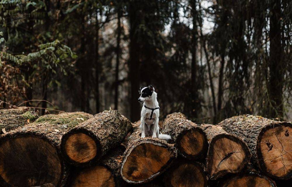 Жителя Тверской области будут судить за вырубку леса бригадным подрядом