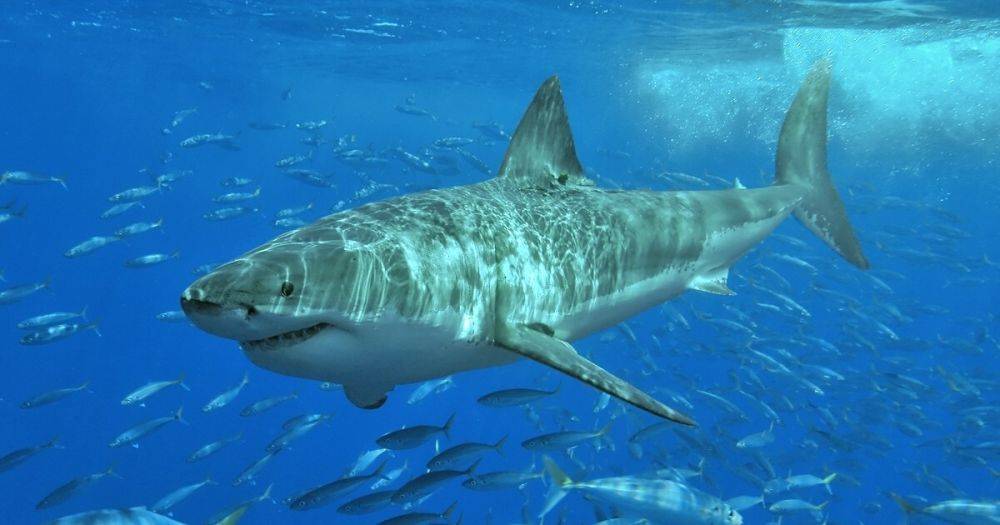 На Багамах акула напала на пожилую туристку из США: пришлось отрезать ногу (фото)