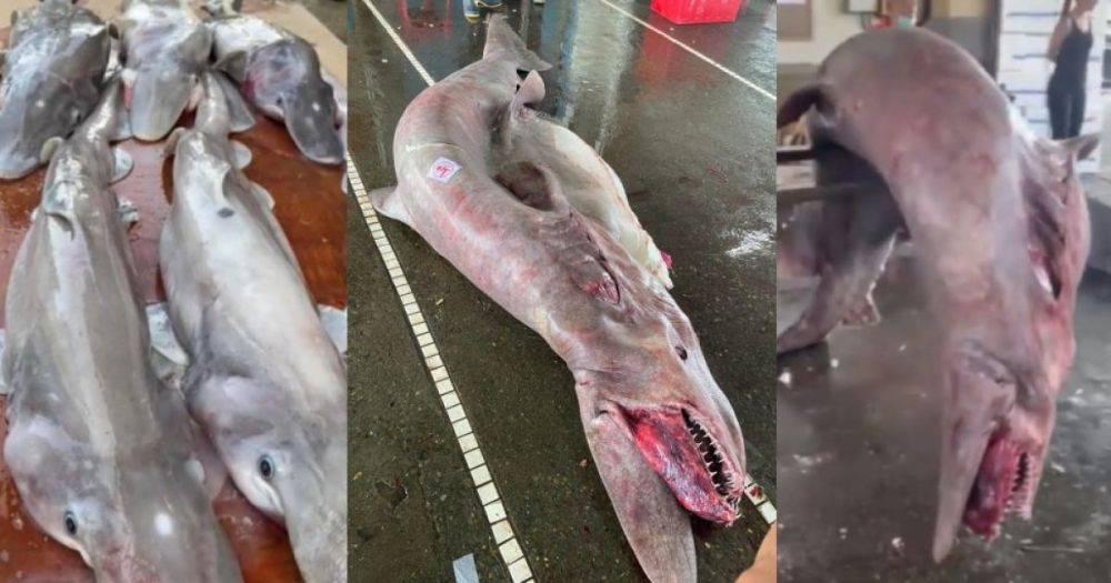 Весом 800 кг и длиной почти 5 м. Возле Тайваня поймали редкую доисторическую акулу-гоблина (фото)