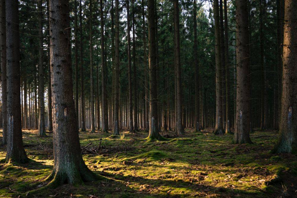 Тверская область заняла седьмое место в рейтинге эффективности работы по сохранению и восстановлению лесов