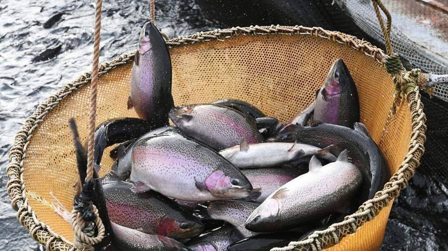 Все четыре плавника: рыба принесет в бюджет Сахалинской области 60 млрд рублей