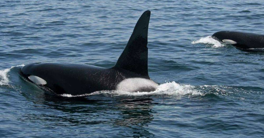 24 кита-убийцы провели "семейную" встречу у берегов Калифорнии: причина не из приятных (фото)