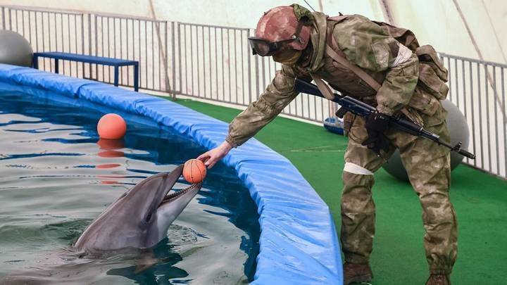 Россия увеличила число боевых дельфинов для защиты базы ВМФ в Крыму