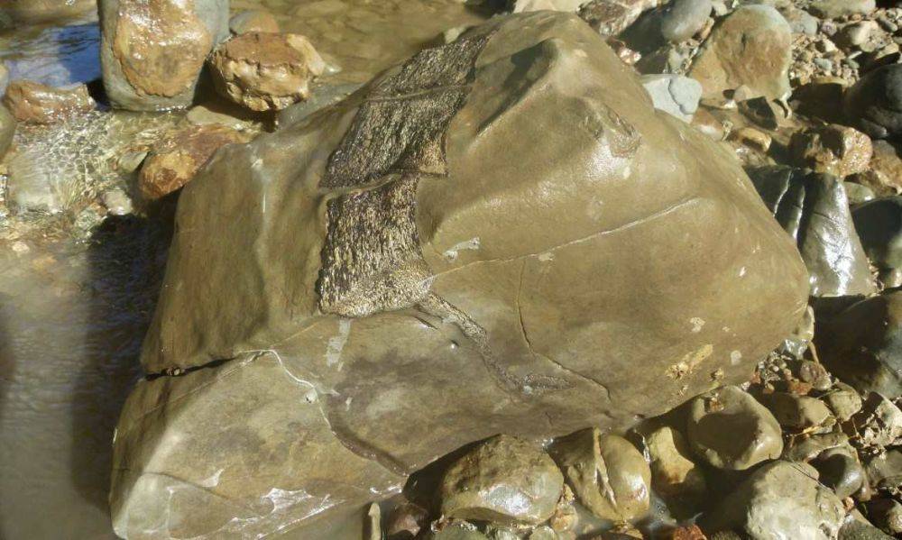 Циклон в Новой Зеландии обнажил окаменелости древних гигантов