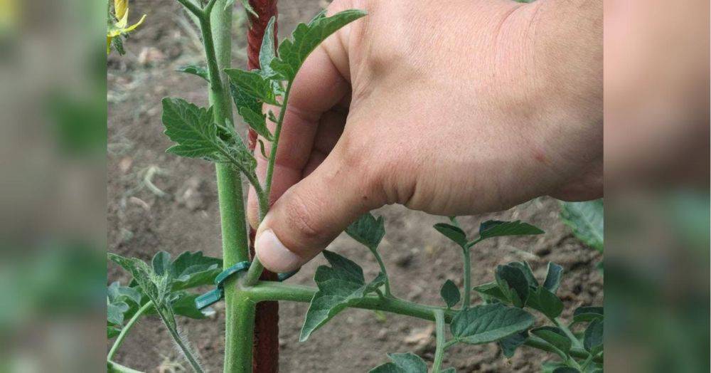 Сделайте так, и томаты сразу начнут обильно плодоносить: срочно формируем куст для большого урожая (видео)