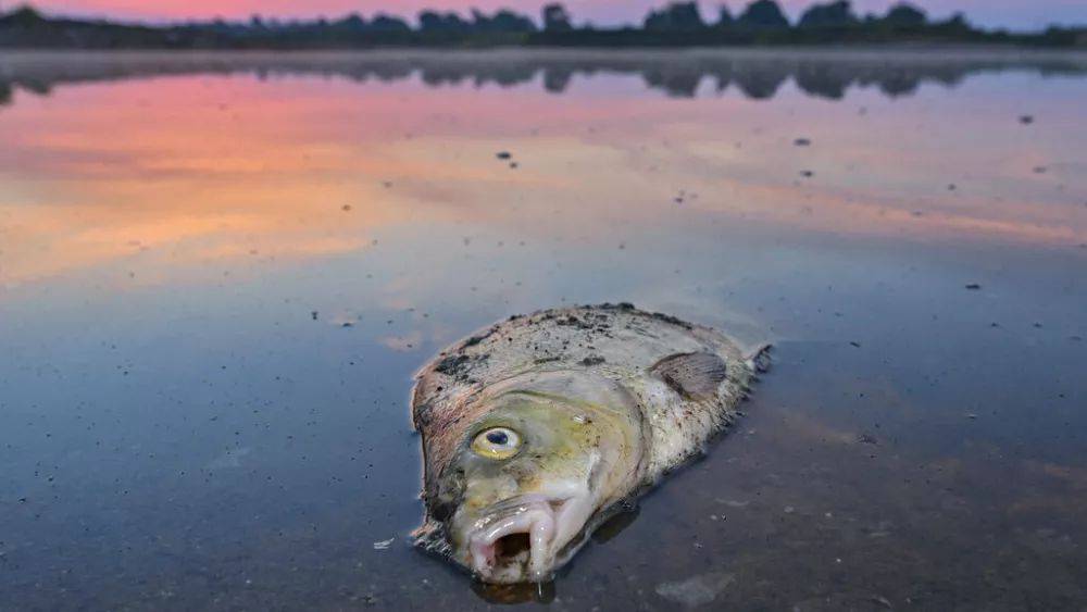 Эко-кризис Одера: из реки вновь выловили тонну мертвой рыбы