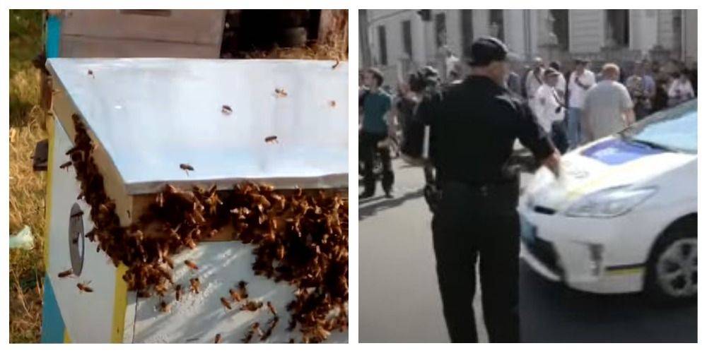 Одессит натравил пчел на полицейских, которые пришли с проверкой: суд вынес приговор