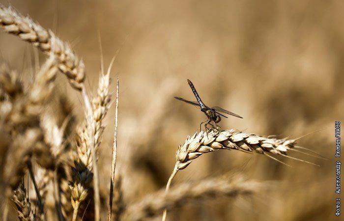 Пошлина на экспорт пшеницы из РФ с 28 июня снизится на 5,3%