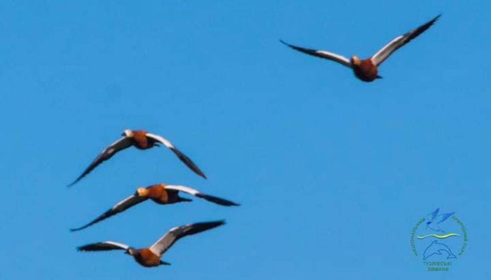 В Одесской области поселились несколько сотен редких птиц, прилетевших с оккупированных территорий