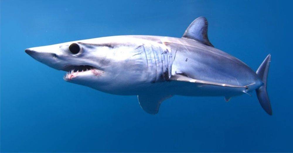 Преследует лодку: рыбак заметил "самую быструю акулу" у берегов Греции (видео)