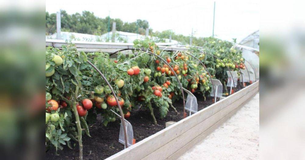 Подкормит огурцы, томаты и лук: одно удобрение, которое спасет овощи от большинства недугов