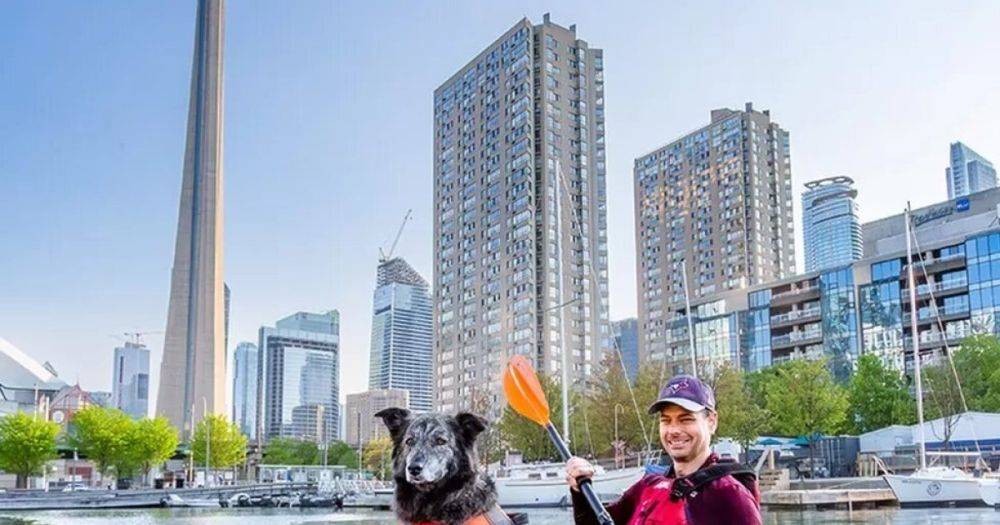 На пост мэра Торонто претендует больше 100 человек и собака