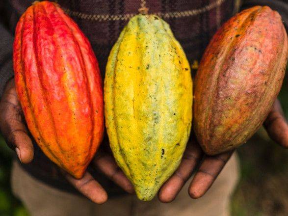 В мире поднимают цены на какао: производителям и покупателям придется платить больше за шоколад