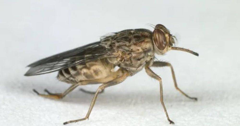 Ученые нашли эффективный способ борьбы с надоедливыми мухами: потребуется что-то голубое