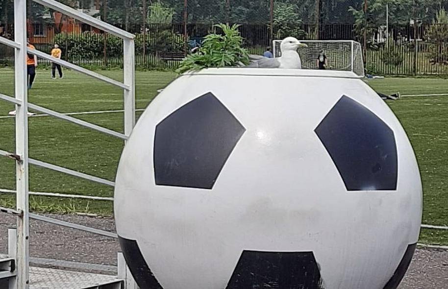 В Тверской области чайка высиживает птенцов на огромном футбольном мяче