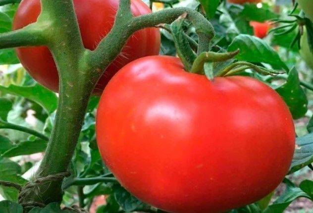 Попробуйте эту простую хитрость с дрожжами и помидоры вырастут сладкими и мясистыми
