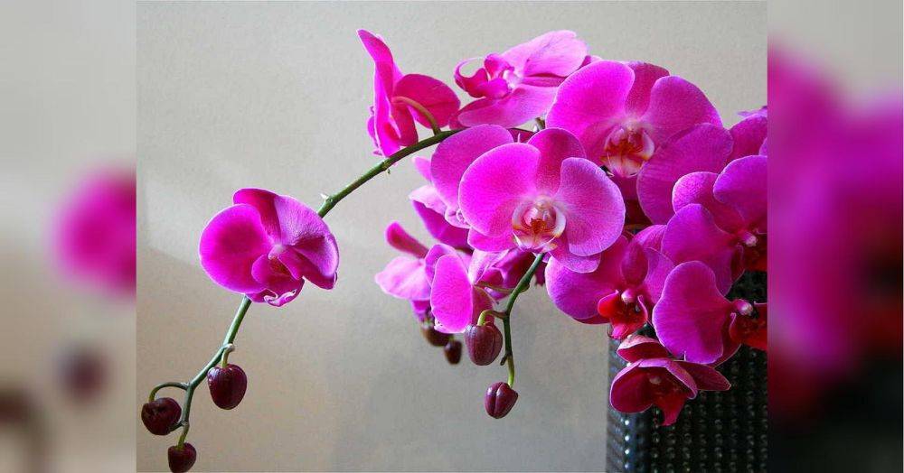 Как правильно поливать орхидеи: распространенные ошибки, которые навредят вашему растению