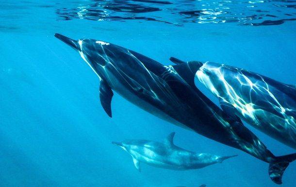 На побережье Черного моря обнаружили десятки погибших дельфинов