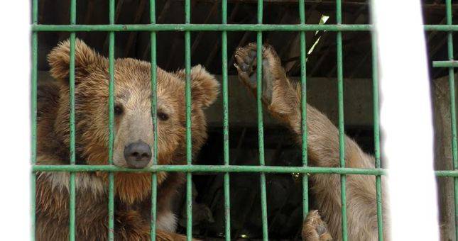 Зоопарк или тюрьма для животных? Будет ли в Душанбе построен новый зверинец?