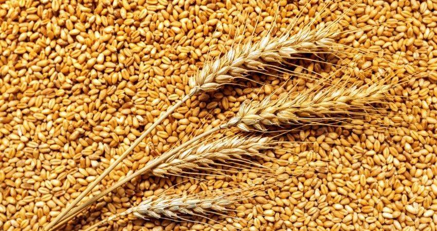 Еврокомиссия продлила до середины сентября запрет импорта зерна с Украины