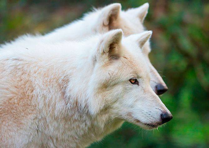 В чешском зоопарке из загона сбежали четыре волка
