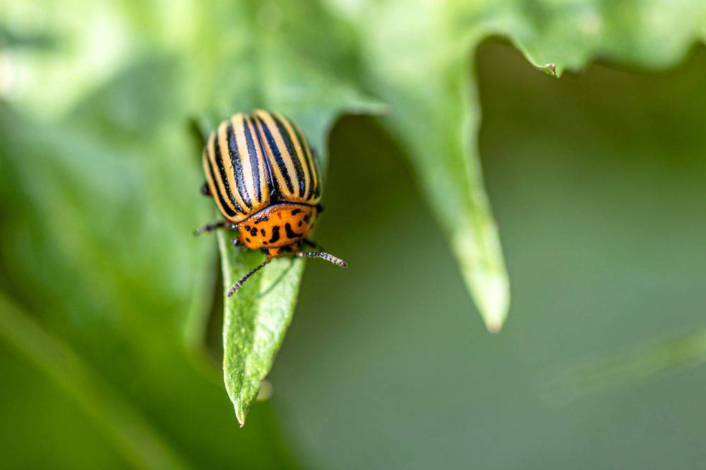 Чеснок и лук против колорадского жука – как приготовить средство от вредителей
