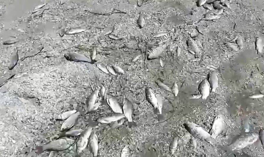 Из-за подрыва ГЭС начался массовой мор рыбы: О чем предупреждает МОЗ - видео