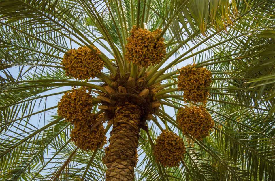 В Израиле ученые воссоздали финиковую пальму из семян, которым 2 тысячи лет - видео