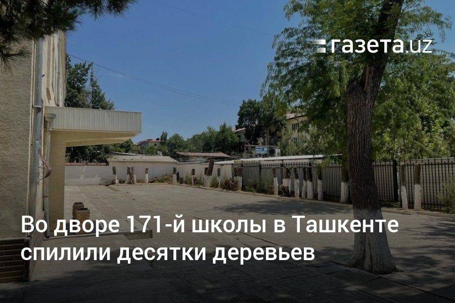 Во дворе 171-й школы в Ташкенте спилили десятки деревьев