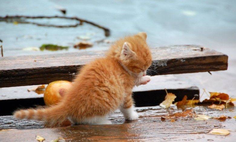 Это просто чудо: сеть растрогало видео спасения рыжего котенка из затопленной Херсонщины