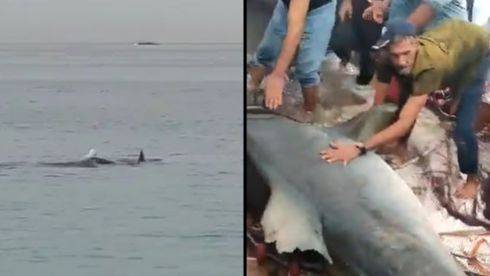 Ужас в Красном море: акула убила туриста из России