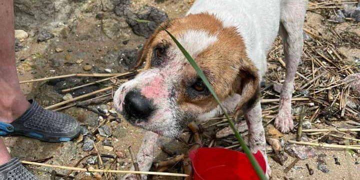 Под Одессой спасли собаку, которую прибило к берегу на доске. Она могла приплыть из Херсонской области — видео
