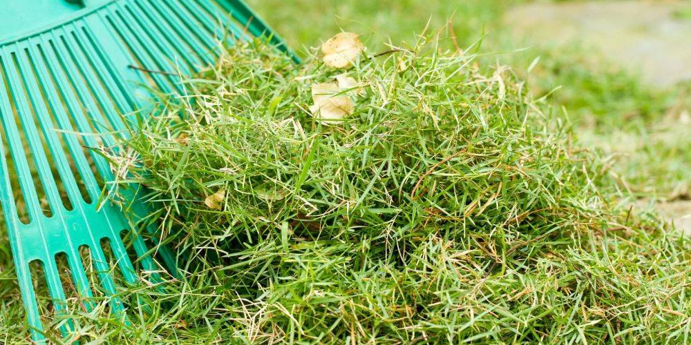 Ценный материал. Почему нельзя выбрасывать скошенную траву: 4 причины ее использования