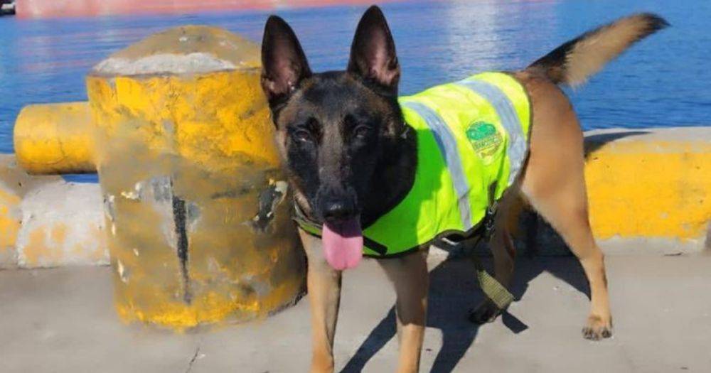 Полицейская собака умерла, найдя большую партию отравленного кокаина (видео)