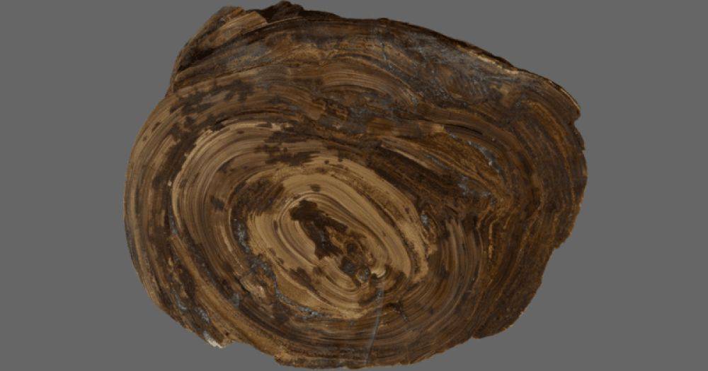 Найден самый старый желудочный камень, которому 150 млн лет: кому он принадлежал