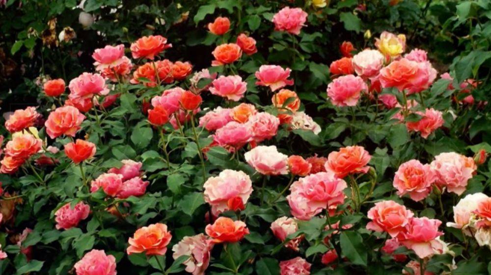 Розарий будет радовать душу: чем подкормить розы, чтобы ваш сад утонул в бутонах
