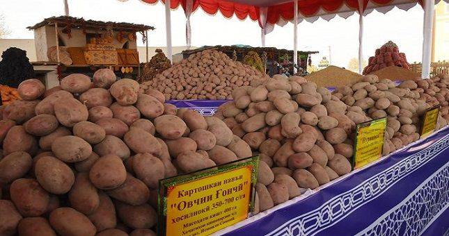 Около 1 миллиона 100 тысяч тонн картофеля планируют собрать в Таджикистане в этом году