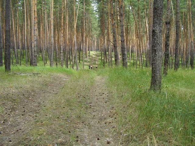 Кременские леса: во что россияне превратили "зеленые легкие" Луганщины
