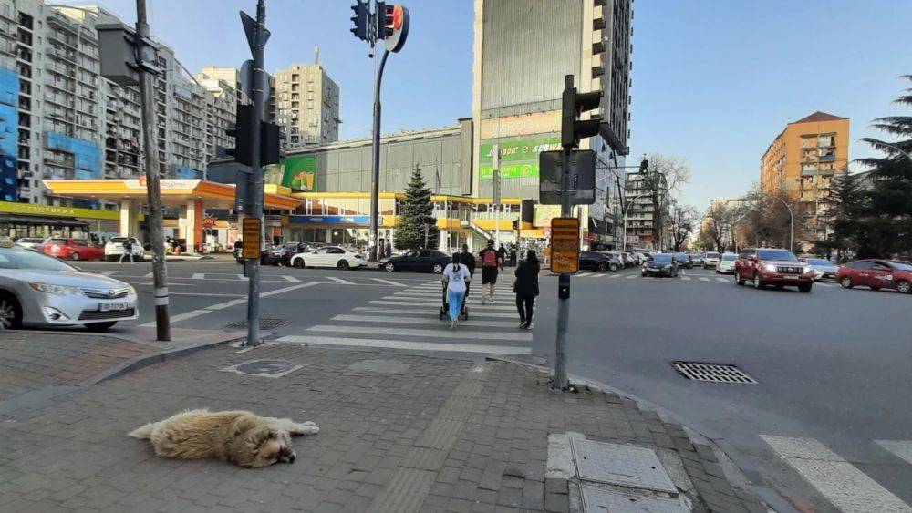 Власти Бурятии решили усыплять бездомных собак