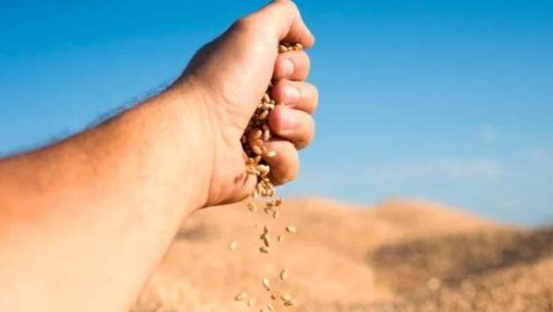 «Выход россии из „зернового соглашения“: Мировые цены на пшеницу выросли