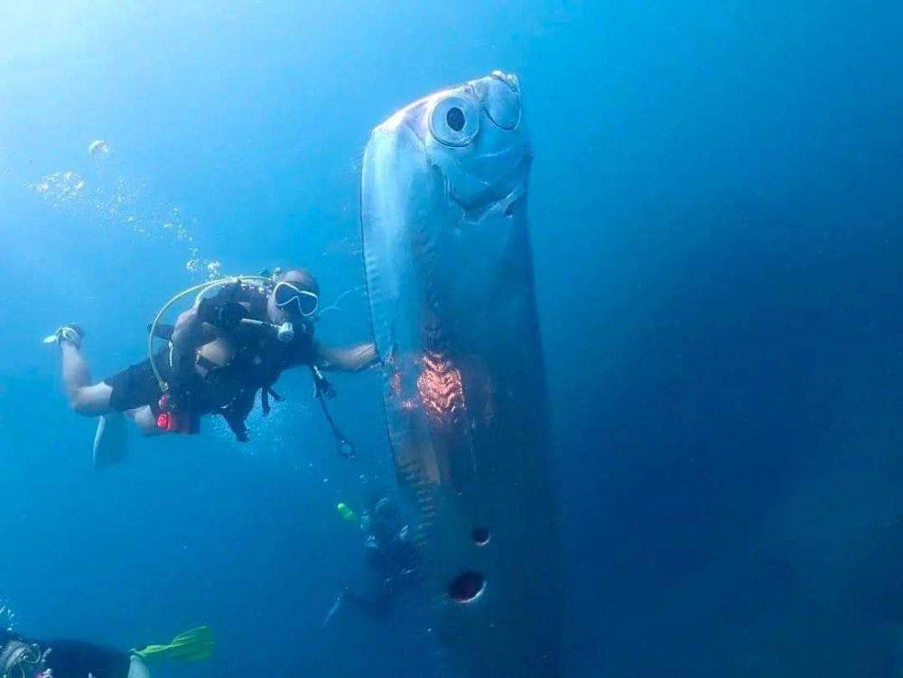 У берегов Тайваня нашли огромную «рыбу судного дня» — предвестницу надвигающихся землетрясений