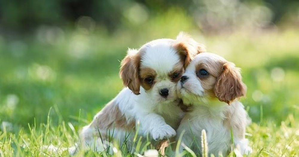 Родственные связи. Ветеринары рассказали, могут ли собаки узнавать матерей и братьев с сестрами