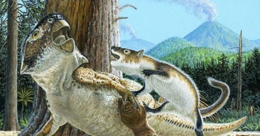 Драка возрастом 125 млн лет: найдена окаменелость млекопитающего, вцепившегося в динозавра (фото)