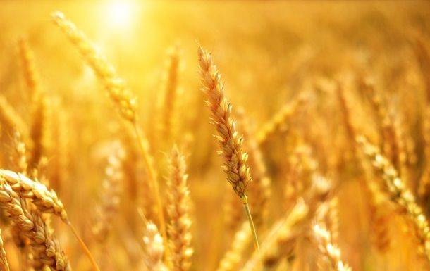 Цены на пшеницу взлетели на 8% после выхода России из зернового соглашения