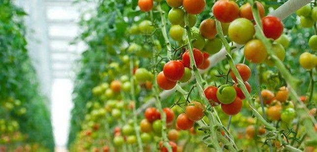 Предприниматели Рушана стали выращивать больше тепличных овощей