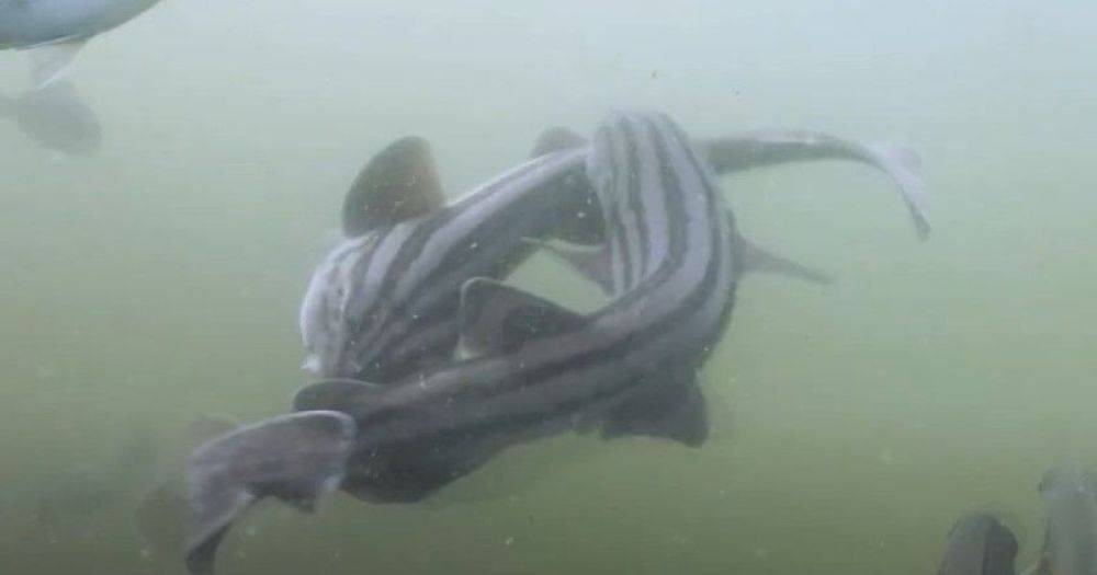 Похоже на драку. Ученые впервые сняли спаривание особенного вида акул в океане (видео)