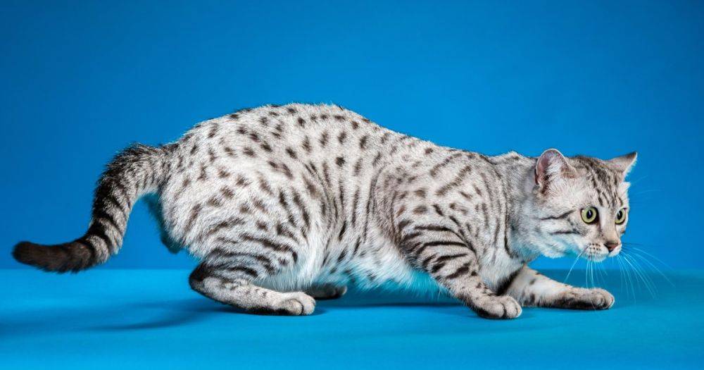 С доисторических времен: 6 самых древних пород кошек