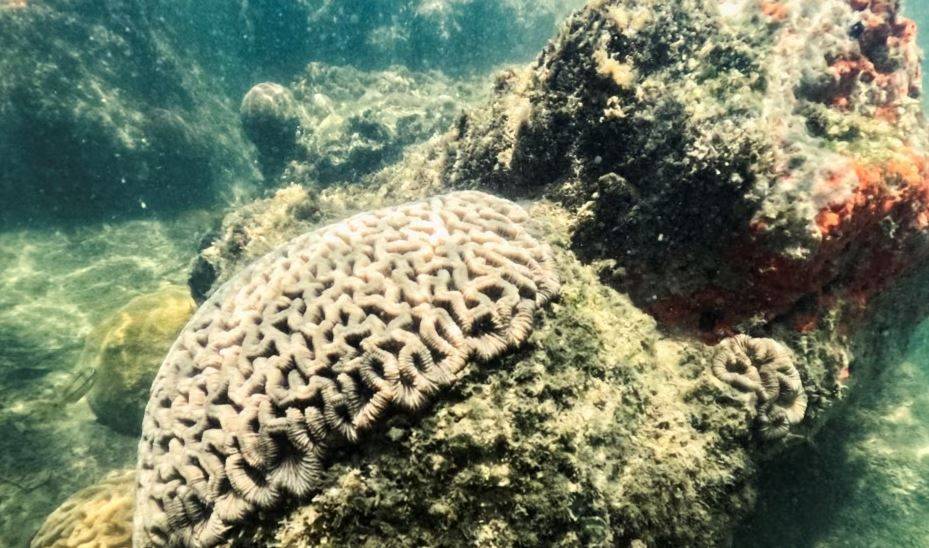 Ученые: изменение климата разрушает коралловые рифы