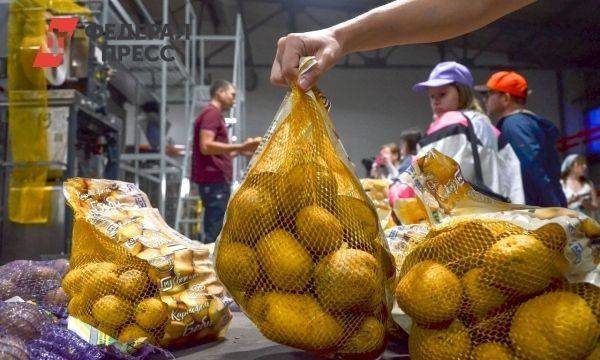 Самую дорогую картошку нашли в Красноярском крае, дешевую – в Кузбассе: рейтинг