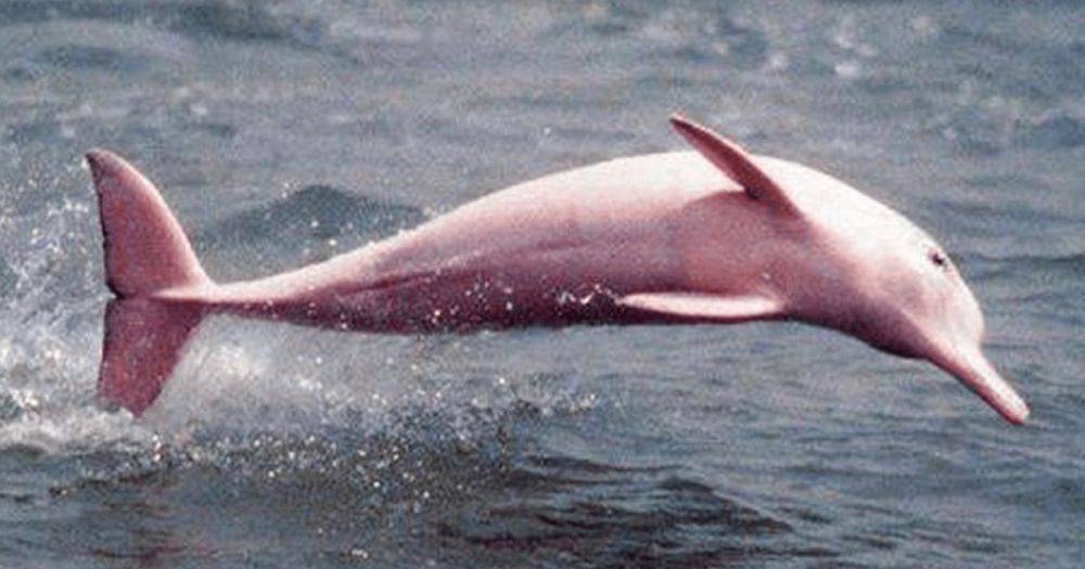 "Никогда не видел ничего подобного": рыбак заметил редчайших розовых дельфинов (видео)